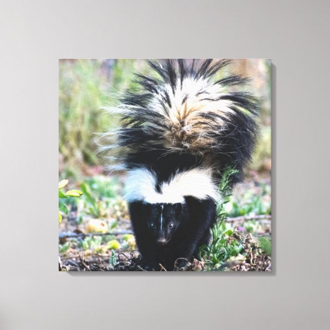 Skunk Black and White Leinwanddruck (Vorderseite)