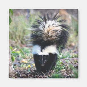 Skunk Black and White Magnet