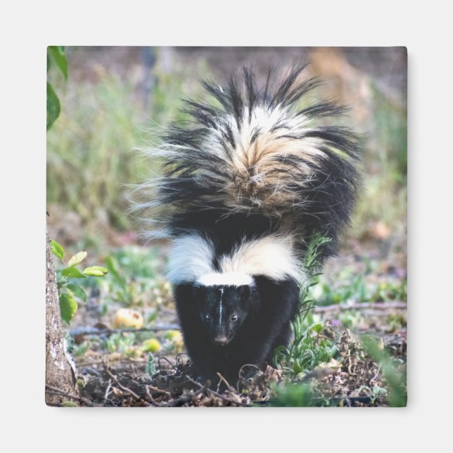 Skunk Black and White Magnet (Vorne)