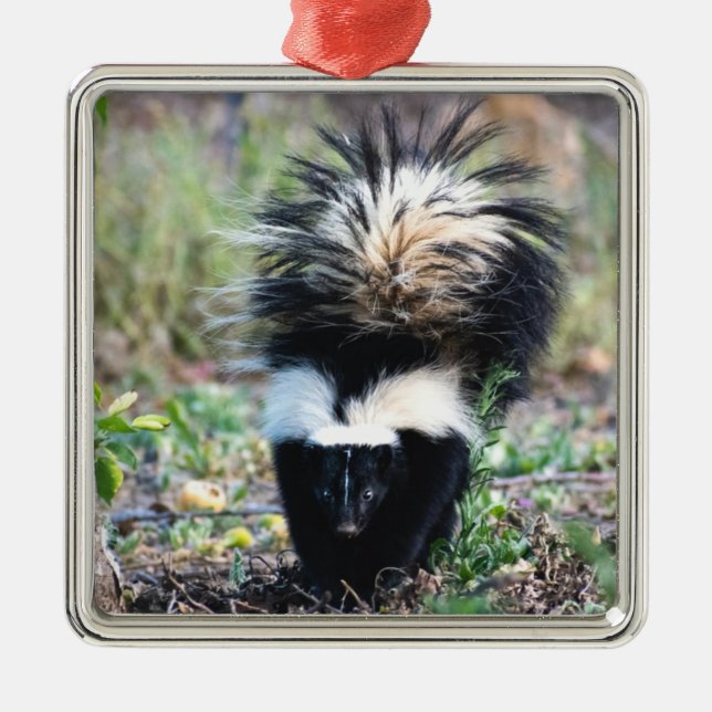 Skunk Black and White Ornament Aus Metall (Vorne)