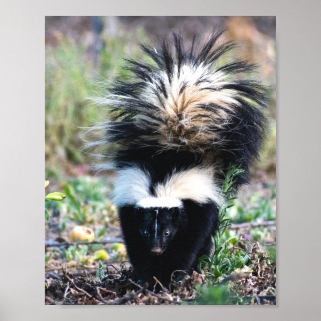 Skunk Black and White Poster (Vorne)