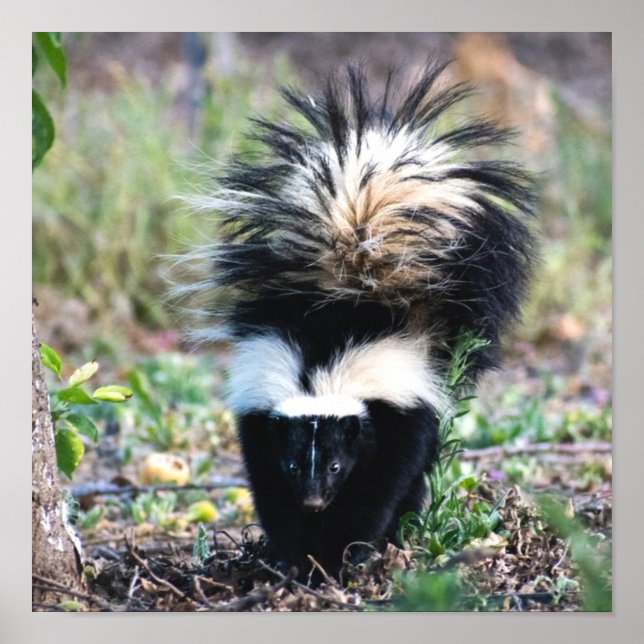Skunk Black and White Poster (Vorne)