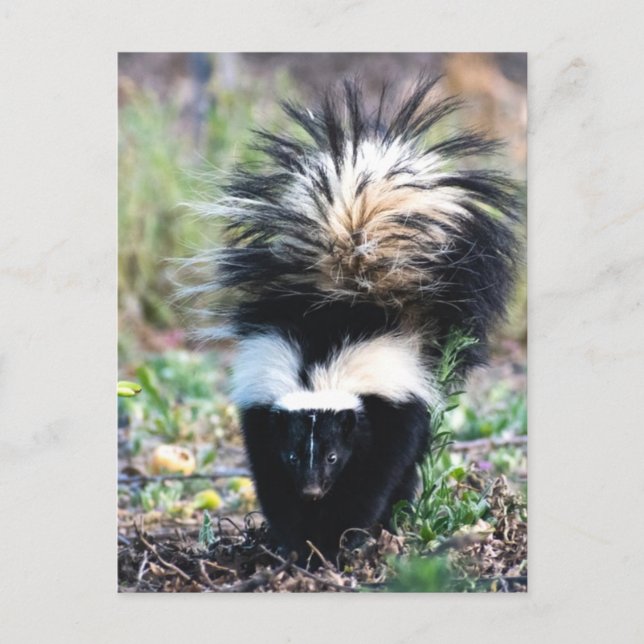 Skunk Black and White Postkarte (Vorderseite)