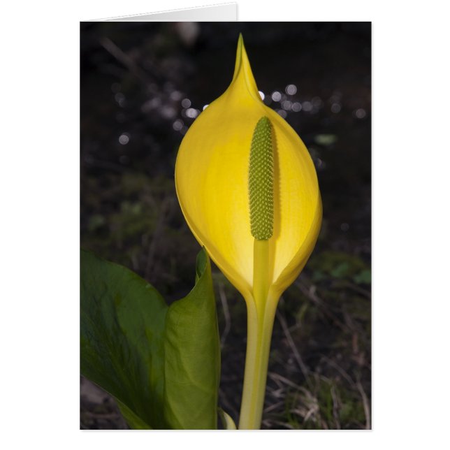 Skunk Cabbage Blossom - Karte (Vorne)