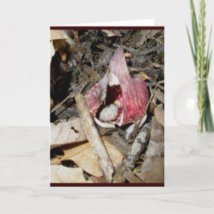 Skunk Cabbage Card #1 (Symplocarpus foetidus (L.) Feiertagskarte