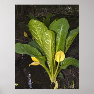 Skunk Cabbage - Kunstdrucken Poster