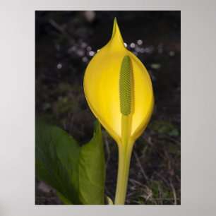 Skunk Cabbage - Kunstdrucken Poster