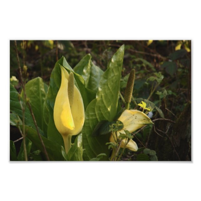 Skunk Cabbages Fotodruck (Vorne)