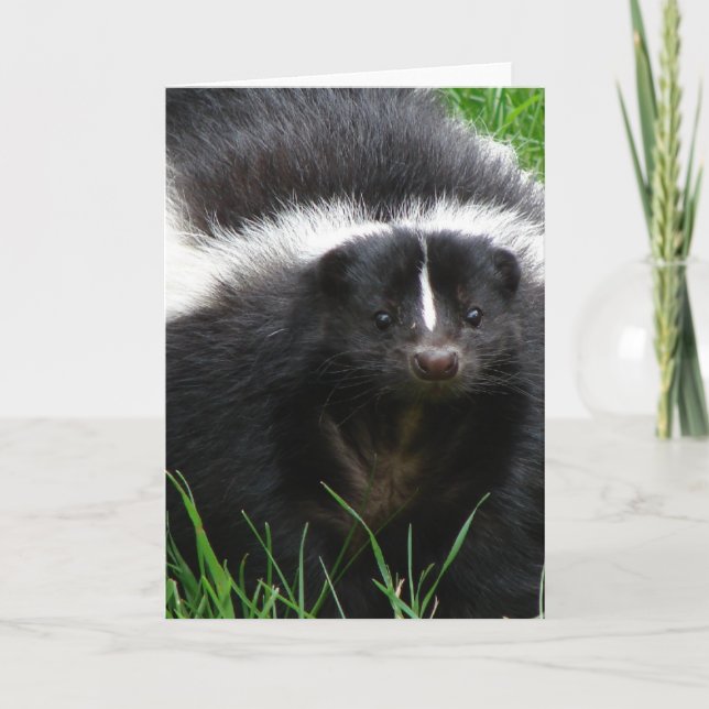 Skunk Foto Grußkarte Karte (Vorderseite)