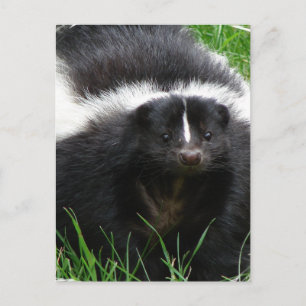 Skunk Foto Postcard Postkarte