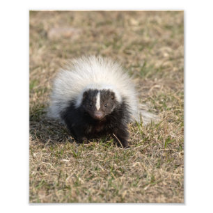 Skunk Fotodruck