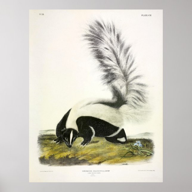 Skunk-Großschwanz, Hooded Skunk, von Audubon Poster (Vorne)