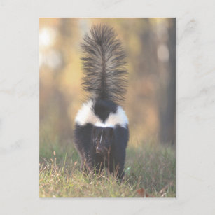 Skunk Postkarte