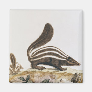 Skunk von "Histoire Naturelle", Magnet