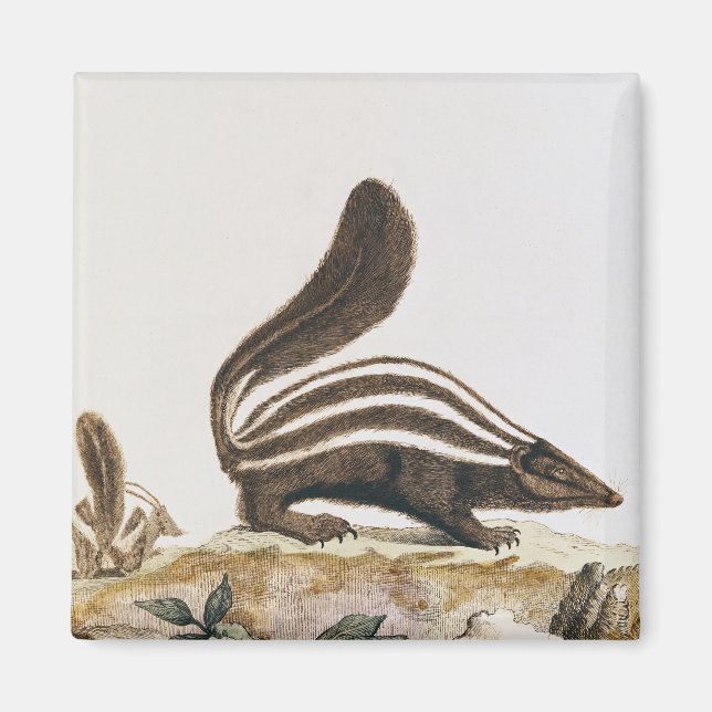 Skunk von "Histoire Naturelle", Magnet (Vorne)