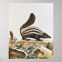Skunk von "Histoire Naturelle",