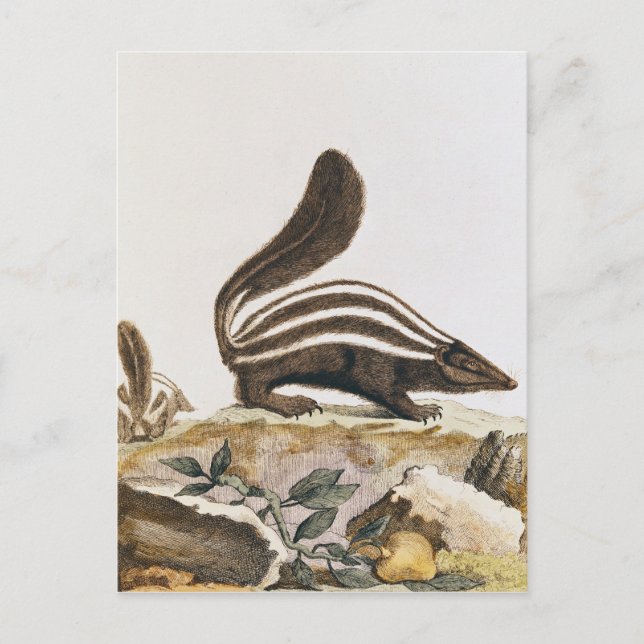 Skunk von "Histoire Naturelle", Postkarte (Vorderseite)