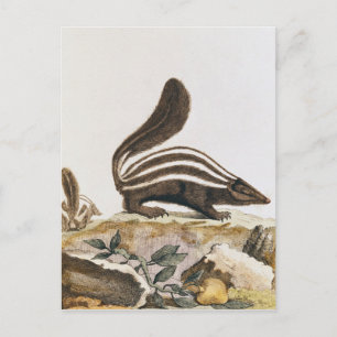 Skunk von "Histoire Naturelle", Postkarte