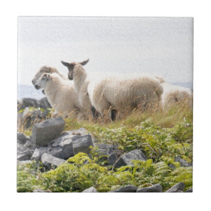 Skurrile Designs - Schafe auf einem Feld Fliese