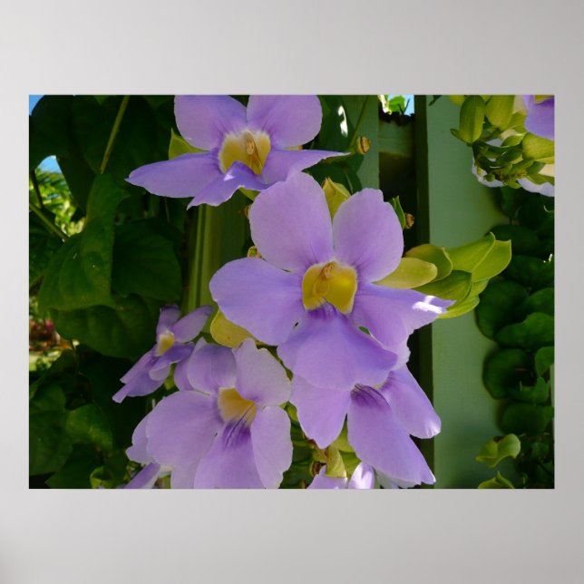 Sky Blume Tropischer Lila Blumen Poster (Vorne)
