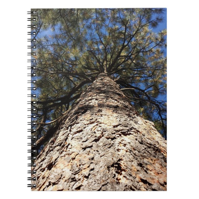 Sky durch Pine Boughs betrachten Notizblock (Vorderseite)