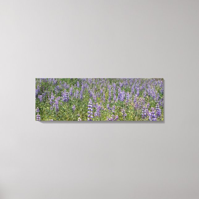 Sky Lupines Leinwanddruck (Vorderseite)