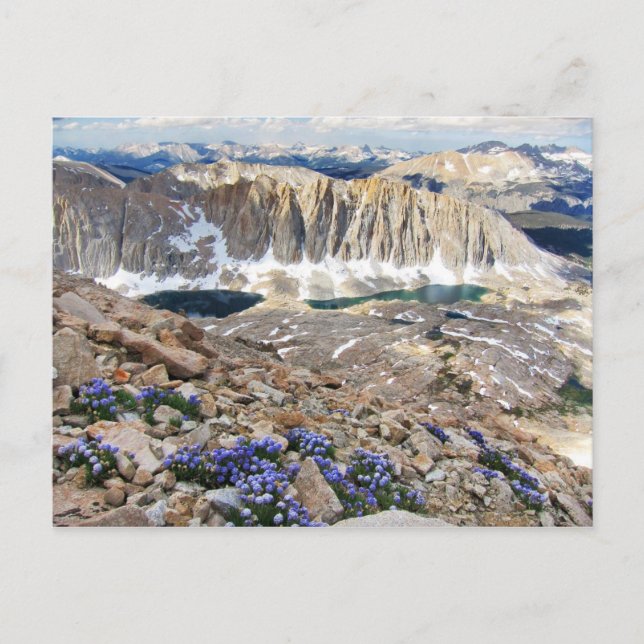 Sky Pilot Blume, Mt. Whitney, Kalifornien Postkarte (Vorderseite)