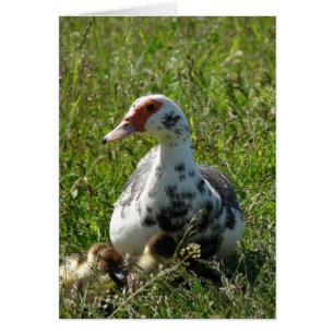 Sky und ihre Ducklings