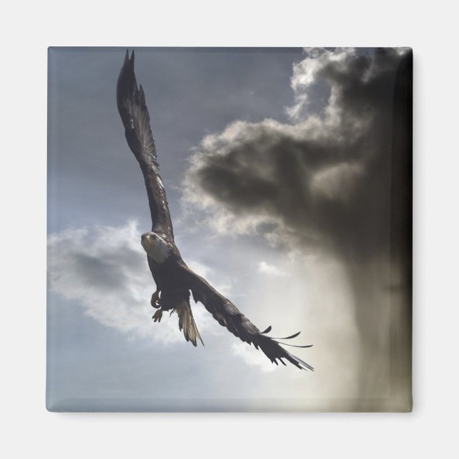 "Sky Warrior" Bald Eagle Geschenke Magnet (Vorne)