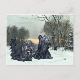 Skye Terrier Schneiger Sonnenuntergang Postkarte