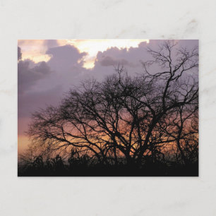 Skyscape Branches Postkarte