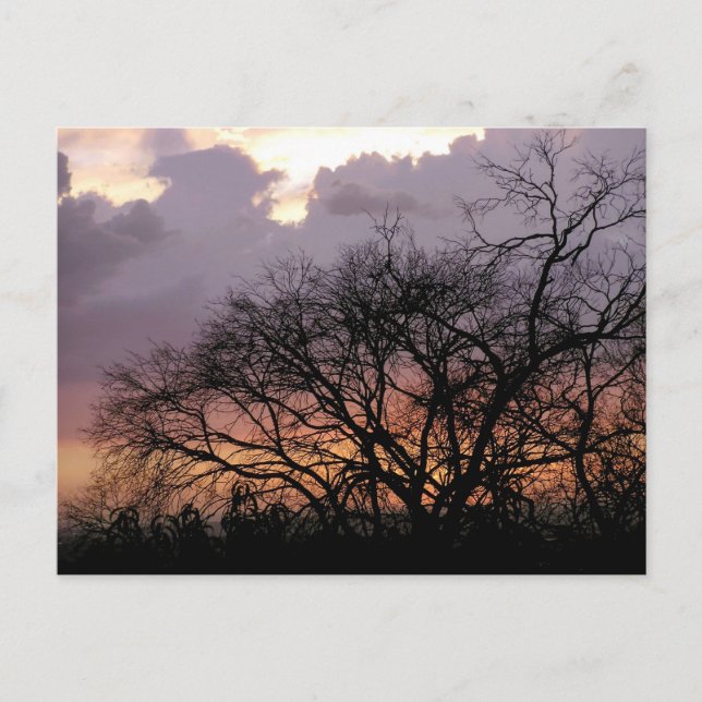 Skyscape Branches Postkarte (Vorderseite)