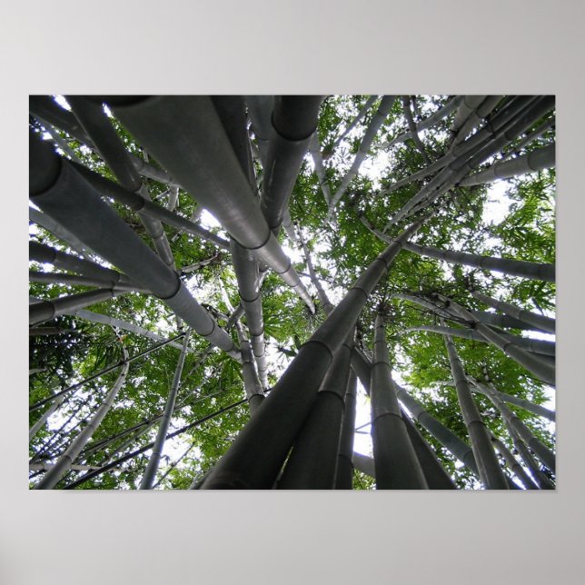 Skyward Bamboo Poster (Vorne)