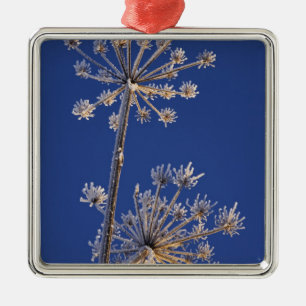 Skyward View von Kuh Parsnip im Winter überdacht Ornament Aus Metall