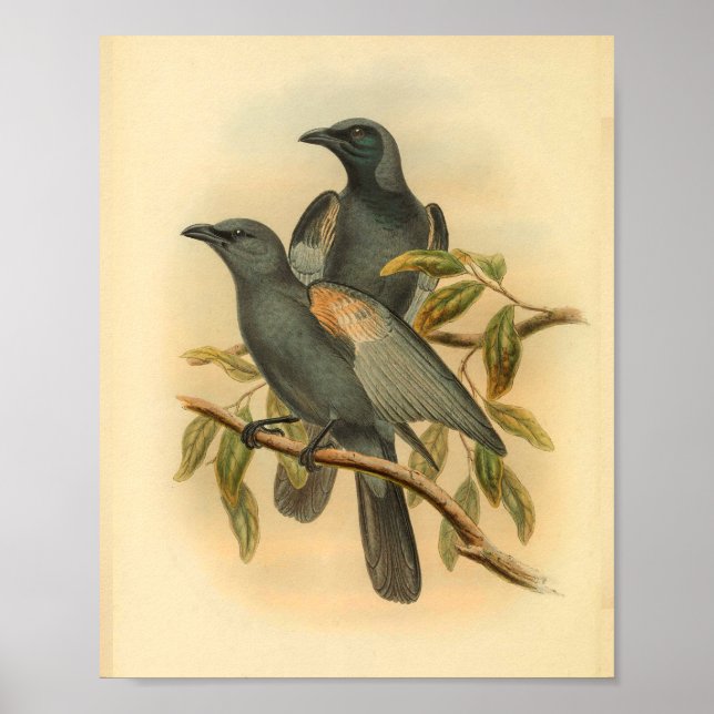Slate Gray Cuckoo Shrike Bird Vintag Print Poster (Vorne)