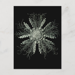 Slate Pencil Urchin Postkarte