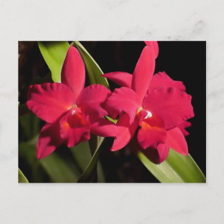 Slc. Madge Fordyce 'Red Orb' AM/AOS Postkarte