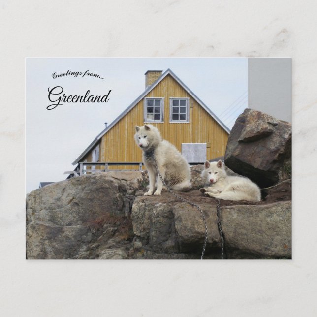 Sled Dogs in Upernavik Greenland Postkarte (Vorderseite)