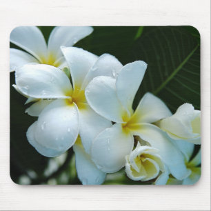 Sleek elegance: The white frangipani flower Mousepad