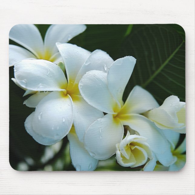 Sleek elegance: The white frangipani flower Mousepad (Vorne)