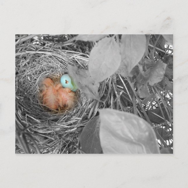 Sleepin' Robins Postkarte 2 (Vorderseite)