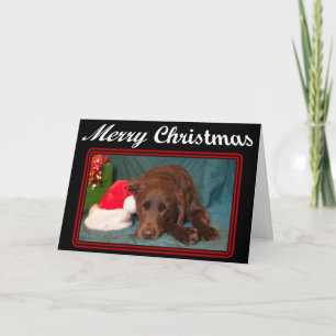 Sleeping Chocolate Lab With Santa Hat Photograph Feiertagskarte