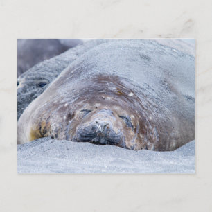 Sleeping elephant seal postkarte