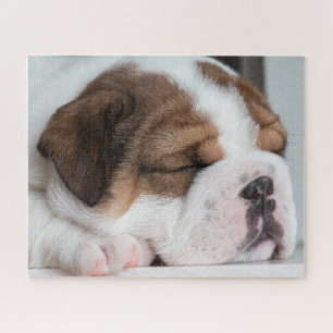 Sleeping Englisch Bulldog Puppy Puzzle