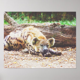 Sleeping Hyena, Wildlife Photography Poster