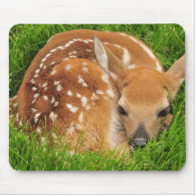 Sleepy Baby Fawn