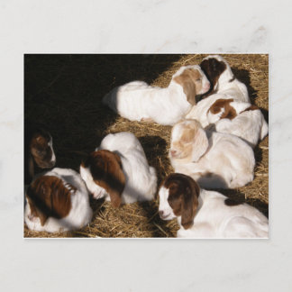 Sleepy Baby Goats Postkarte