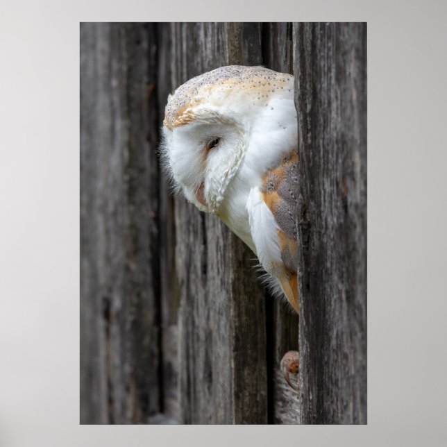 Sleepy Barn Owl Poster (Vorne)