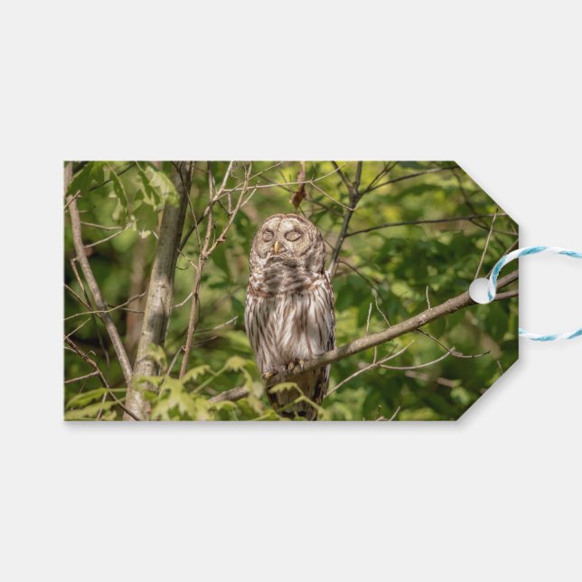 Sleepy Barred Owl Geschenkanhänger (Vorderseite (Horizontal))