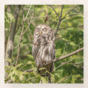 Sleepy Barred Owl Glasuntersetzer